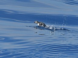 Cetacei e uccelli marini dalla barca